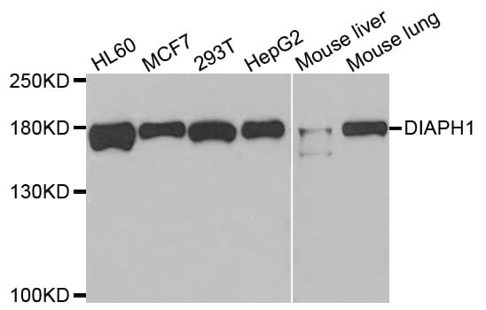 DIAPH1 Antibody