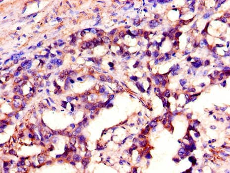 SH2D1A / SAP Antibody