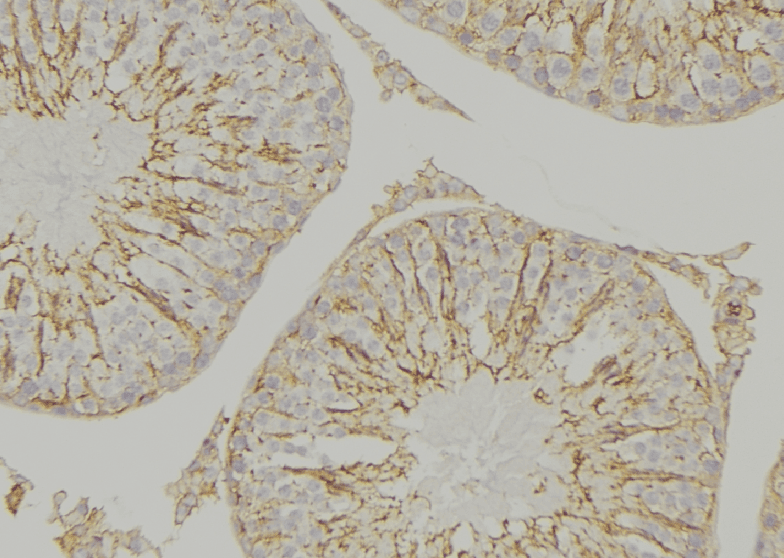 CYP26C1 Antibody