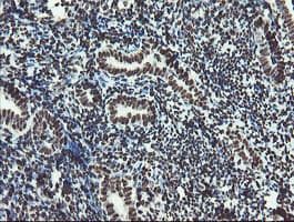 Monoclonal Mouse anti-Human NONO / P54NRB Antibody (clone OTI2E7, IHC, WB)