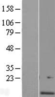 C4orf46 Protein (Over-Expression Lysate Myc-DDK (Flag))