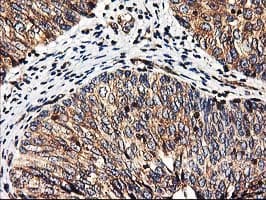 HMOX2 / Heme Oxygenase 2 Antibody (clone OTI1B4)