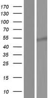 RBFOX1 / A2BP1 Protein (Over-Expression Lysate Myc-DDK (Flag))