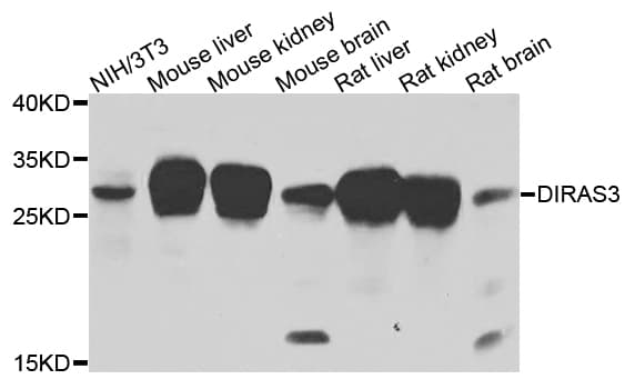 DIRAS3 / ARHI Antibody