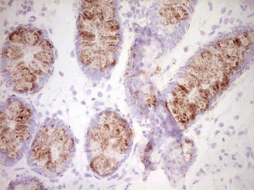 Monoclonal Mouse anti-Human SPP1 / Osteopontin Antibody (clone OTI2F2, aa17-314, IHC, WB)