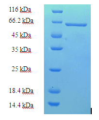 Human HNRNPH1 / hnRNP H Protein (Recombinant His-SUMO)