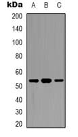 DDX19B Antibody (N-Terminus)