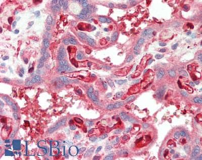 IDO1 / IDO Antibody
