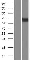 MEX3B / RKHD3 Protein (Over-Expression Lysate Myc-DDK (Flag))