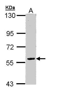 FAM126A / HCC Antibody (aa178-446)