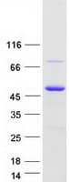 Human SCIMP Protein (Recombinant Myc-DDK (Flag))