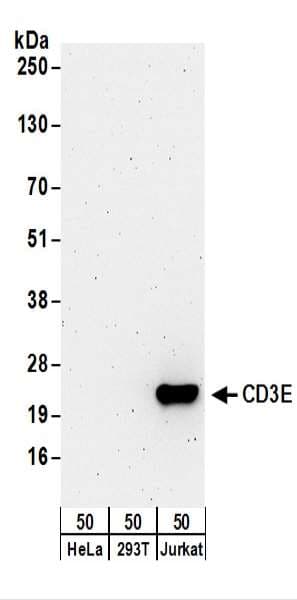 CD3E Antibody (aa157-207)