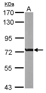 RACGAP1 / MGCRACGAP Antibody (aa1-202)