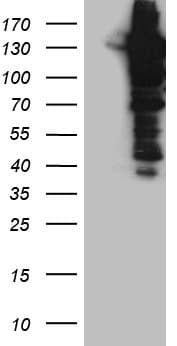 USP25 Antibody (clone OTI6H4, Carrier-free)