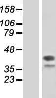 Human DAP3 Protein (Over-Expression Lysate Myc-DDK (Flag))