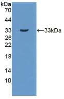 HSD17B3 Antibody