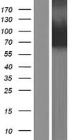 PADI3 Protein (Over-Expression Lysate Myc-DDK (Flag))