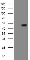 GORAB / SCYL1BP1 Antibody (aa35-394, clone OTI4F11, Carrier-free)