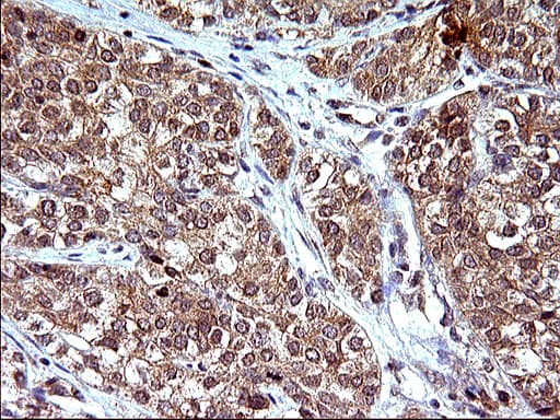 EMC8 / COX4NB Antibody (clone OTI2A4)