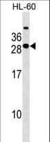 Amisyn / STXBP6 Antibody (aa71-97)