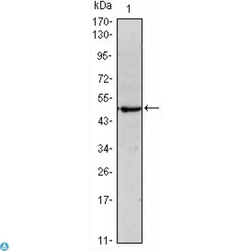 Monoclonal Mouse anti-Human POU5F1 / OCT4 Antibody (IF, WB)