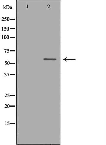 KPNA2 / Importin Alpha 1 Antibody