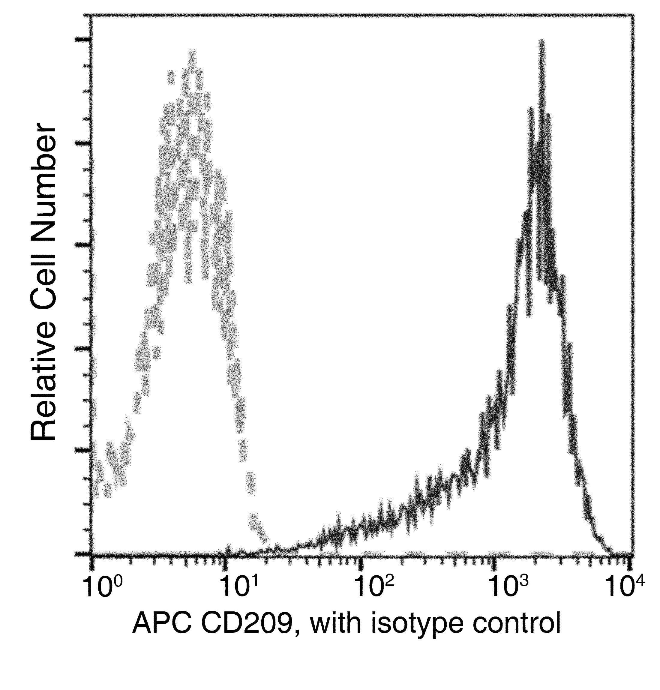 CD209 / DC-SIGN Antibody (clone 037, APC)