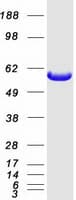 Human IFIT3 Protein (Recombinant Myc-DDK (Flag))