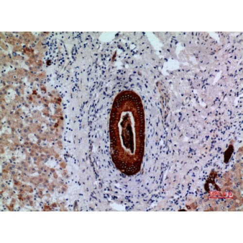 PTPRJ / CD148 Antibody (861-910 aa, Internal)
