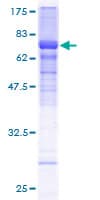 Human HCFC2 Protein (Recombinant GST)