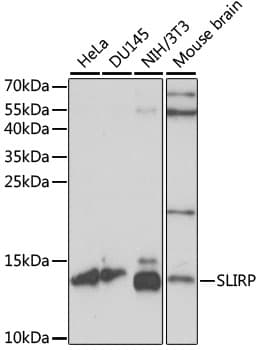 Polyclonal Rabbit anti-Human SLIRP / C14orf156 Antibody (WB)