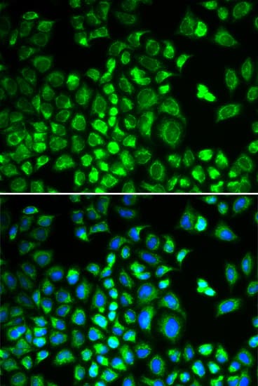 HAX-1 Antibody