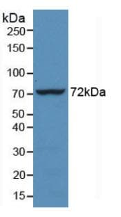 HSPA1L Antibody (aa1-641)