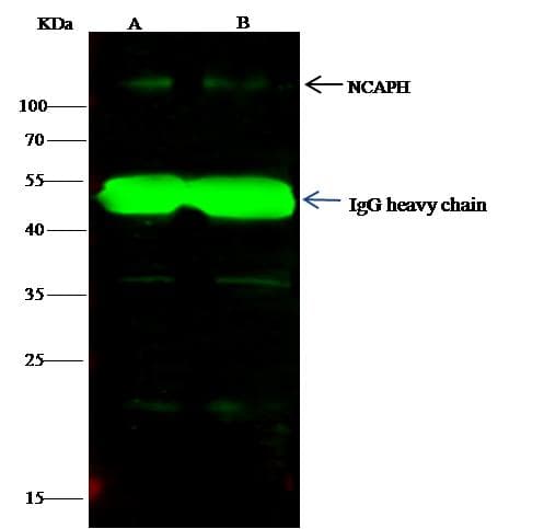 Polyclonal Rabbit anti-Human NCAPH / CAP-H Antibody (Preservative Free, IF, WB)
