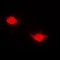 USP7 / HAUSP Antibody