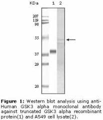 Monoclonal Mouse anti-Human GSK3A / GSK3 Alpha Antibody (clone 6G2F1, 6G2F2, IHC, WB)