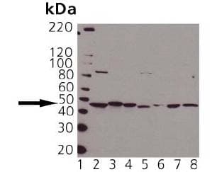 IHC-plus™ PDK1 Antibody