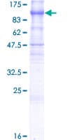 Human PCDHGB6 Protein (Recombinant GST)