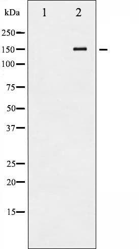 c-Met Antibody (phospho-Tyr1234)