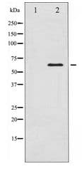 CAMK4 / CaMK IV Antibody