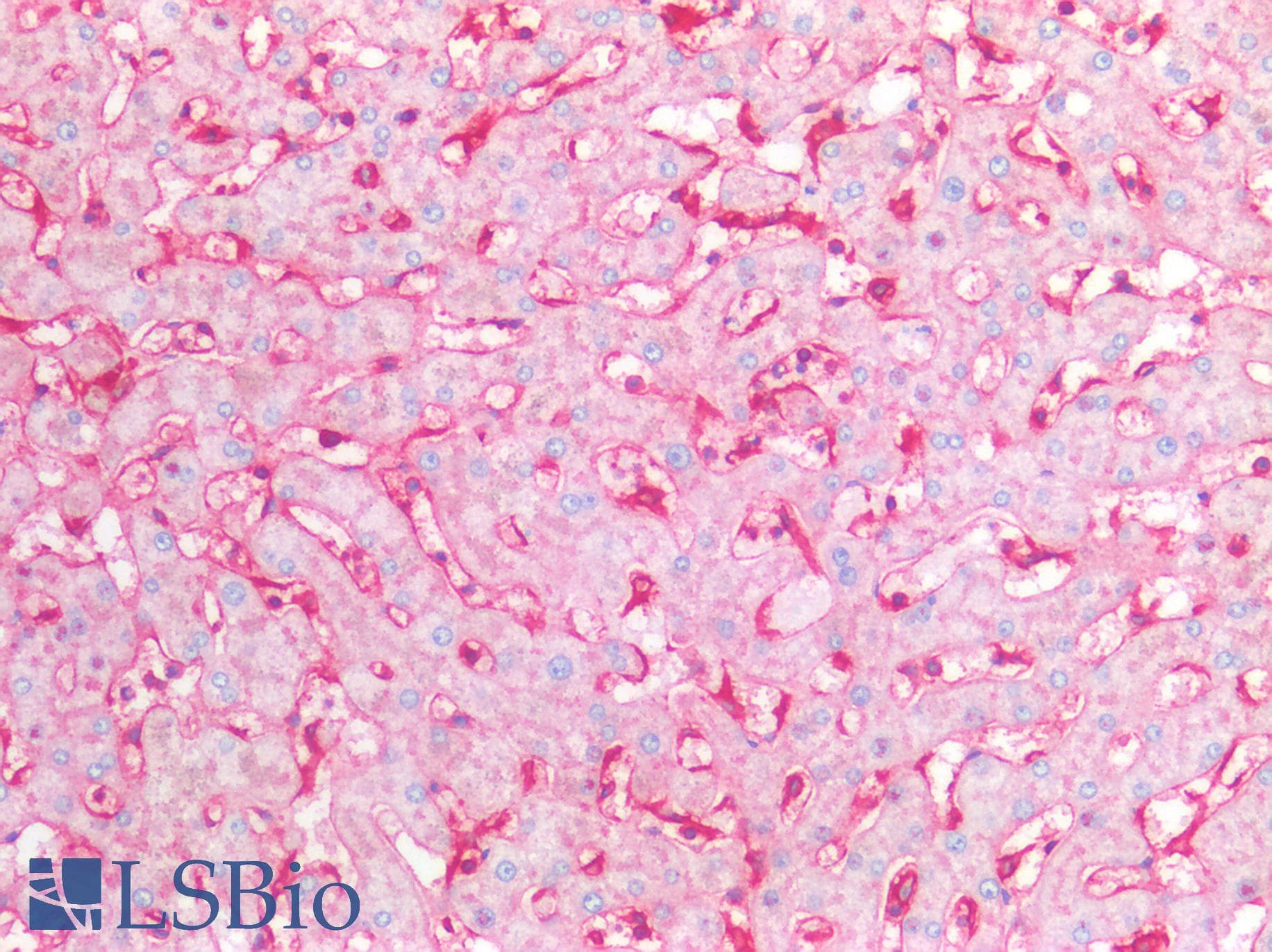 IHC-plus™ B2M / Beta 2 Microglobulin Antibody