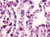 PathPlus™ GPR152 Antibody (C-Terminus)