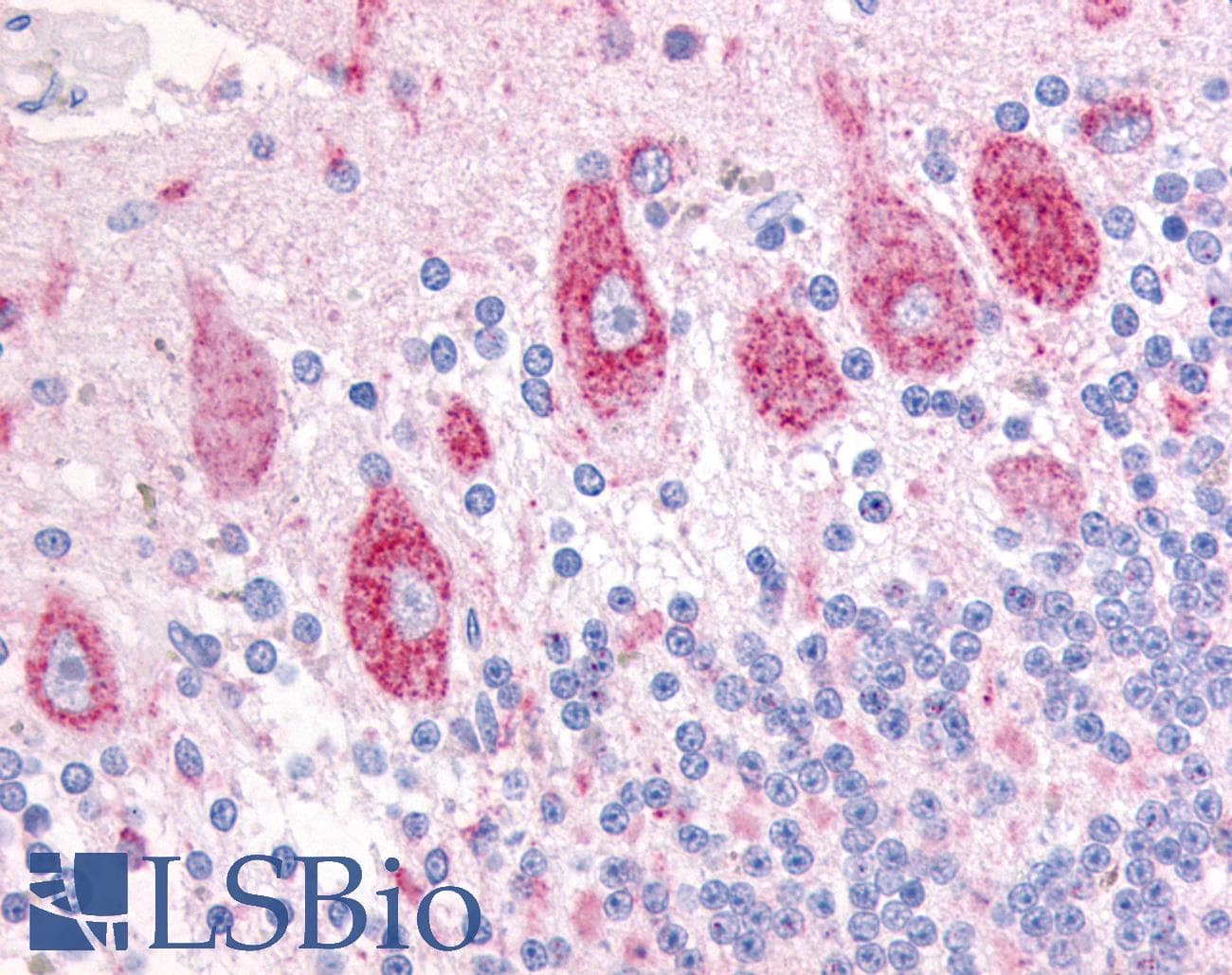 IHC-plus™ DUSP23 Antibody (Internal)