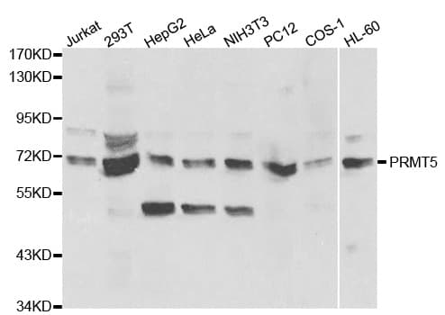 PRMT5 Antibody