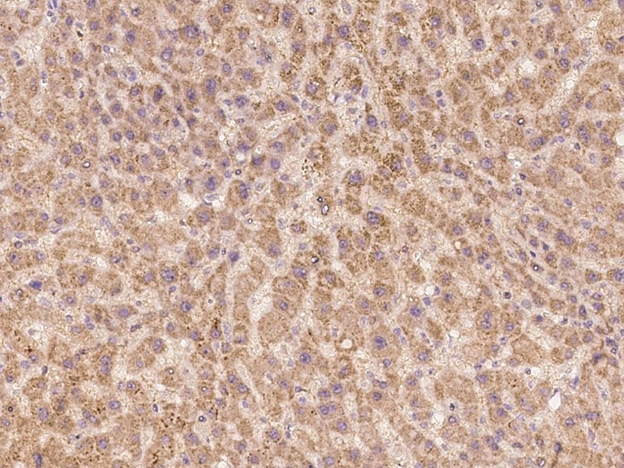 BEND7 Antibody
