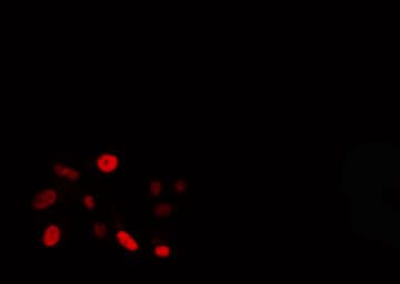 FOXE3 Antibody