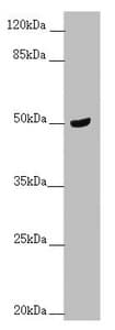 TAMM41 / C3orf31 Antibody