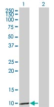Monoclonal Mouse anti-Human CCL3 / MIP-1-Alpha Antibody (clone 4E7, WB)