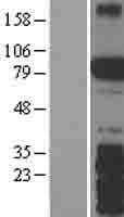 SPIRE2 Protein (Over-Expression Lysate Myc-DDK (Flag))