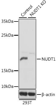 Polyclonal Rabbit anti-Human NUDT1 / MTH1 Antibody (IHC, WB)